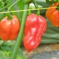 Habanero Caribbean Red Chili Samen