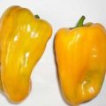 Mohawk Chili Samen