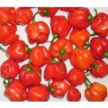 Lokale Sorte Surinam Chili Samen