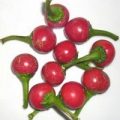 Hot Cherrybomb Chili Samen