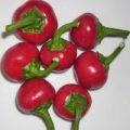 Sweet Cherry Chili Samen