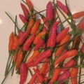 Zimbabwe Birdseye Chili Samen
