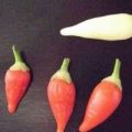 Chayusa Ruso Chili Samen