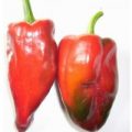 Ancho 101 Chili Samen