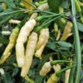 Aribibi Gusano Chili Samen