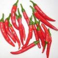 Bahama Chili Samen