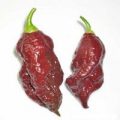 Bhut Jolokia Chocolate Chili Samen
