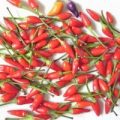 Chinese Five Color Chili Samen