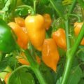 Habanero American Chili Samen