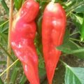 Teapot Red Chili Samen