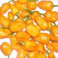 Habanero Francisca Yellow TM Chili Samen