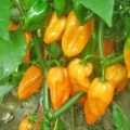 Fatalii Orange Chili Samen