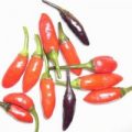 Fluorescent Purple Chili Samen