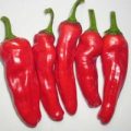 Frigitello Chili Samen