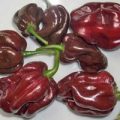 Habanero Brown Chili Samen