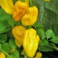 Habanero Caribbean Yellow Chili Samen