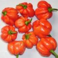 Vicentes Sweet Habanero Chili Samen