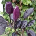 The Violett Cables Chili Samen