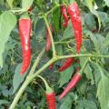 Kung Pao Chili Samen