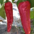 Navajo Chili Samen