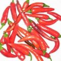 Osiris Chili Samen