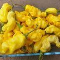 Penis Pepper Yellow – Peter Pepper Chili Samen