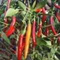 Born Fire Chili Samen