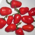 Rocoto San Isidro Chili Samen