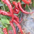 Boldog Chili Samen