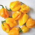 Scotch Bonnet Burkina Yellow Chili Samen