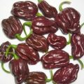 Scotch Bonnet Guadalupe Black Chili Samen