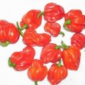 Scotch Bonnet Trinidad Red Chili Samen