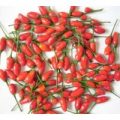 Selvatico Chili Samen