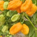 Trinidad Scorpion Orange Chili Samen