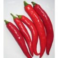 Lombok Red Large Chili Samen