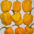 Habanero Aji Umba Yellow (Adjuma) Chili Samen