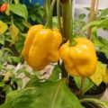 Trinidad Scorpion Moruga Blend Yellow Chili Samen