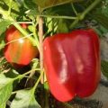 Maor Chili Samen