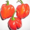 Habanero Congo Trinidad Chili Samen