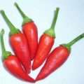 Belpicen Chili Samen