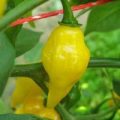 Limon Chili Samen