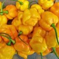 Trinidad Scorpion Brainstrain Yellow Chili Samen