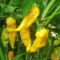 Datil Sweet Chili Samen