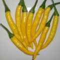 Cedrino Chili Samen