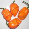 Habanero Anaranjado Chili Samen