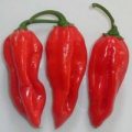 Habanero Cayman Chili Samen
