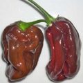 Habanero Large Brown Chili Samen