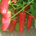 Peperoni Frigitelli Chili Samen