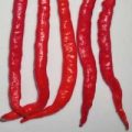 Indian Jwala Chili Samen