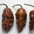 Naga Morich Black Chili Samen
